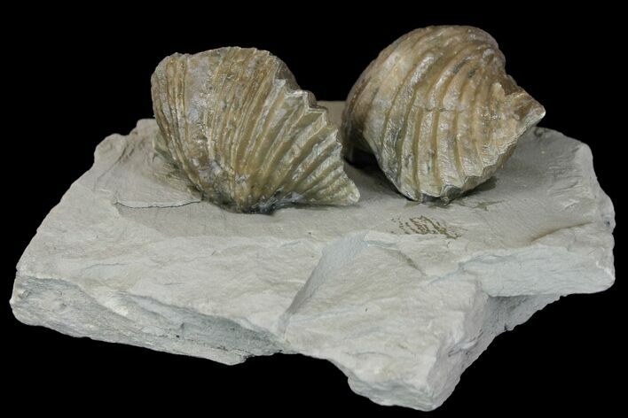Multiple Fossil Brachiopod (Platystrophia) Plate - Kentucky #136610